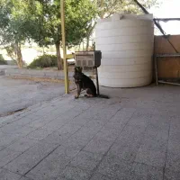 دوباب-مغازه-اجاره-داده-میشود