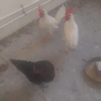 سه عدد جوجه و دوعدد خروس و یک عدد مرغ