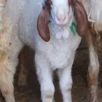 بر نر عراقی