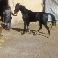 اسب نریون ۳سال خالص ایرانی