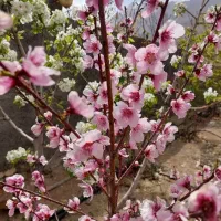 قلیان معاوضه