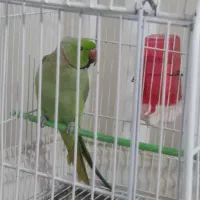 طوطی ملنگو کاکل دار