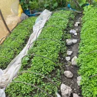 نشائ کیوی گوجه بادمجان و نهال کیوی