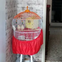 فنچ نرگسی شکلاتی مولد به همراه قفس و متعلقات