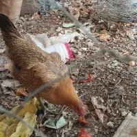 فروش مرغ کرچ ومرغ تخم گذار