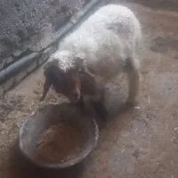 بره نر  شیبان