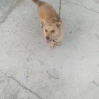 سگ پاکوتاه خیلی هم باهوش