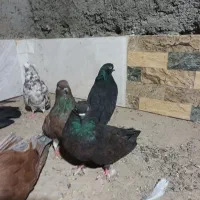 سلام دوستان