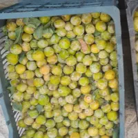 آلو طلایی