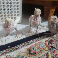 عروس هلندی