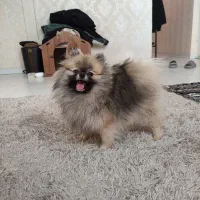 واگذاری پامرانین خرسی ماده