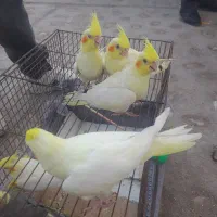 پرنده بخون بعد تماس بگیر