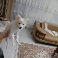 سگ پامر میکس