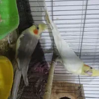 فروش جفت عروس هلندی کارداده