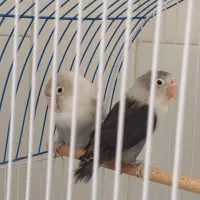 طوطی برزیلی نروماده بسیار بازی گوش