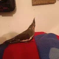 عروس هلندی خونگی رام