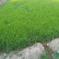 تیم برنج آماده نشا و تولکی