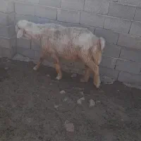 قوچ ۳رون