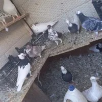 کفتر|پرنده|قاسمآباد (خواف), |دیوار