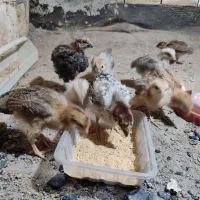 ۹ تا جوجه مرغ گلپایگان ۱۸ روزه