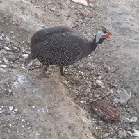 مرغ شاخدار