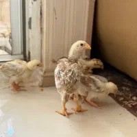 جوجه لاری افغان ۲۰ روزه تا دوماه