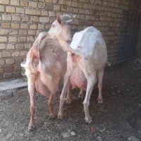 چپش وبزسانن