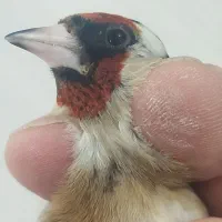 سهره ماده مست نشون دار