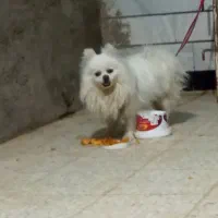 پامر