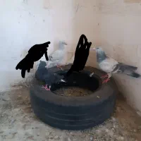 کفتر