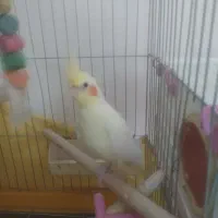 عروس