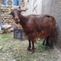 بز بابزغاله ماده