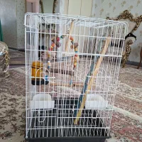 قفس پرنده