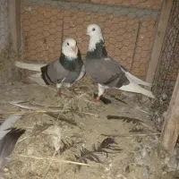 کبوتر یا کفتر پرشی اس و به شرط
