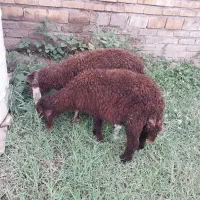 ۲ راس بره افشاری نر