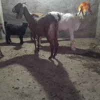 میش بز
