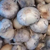 خریدو فروش موسیر کوهی به صورت عمده