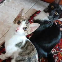 واگذاری ۲ تا گربه نر و ماده
