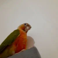 طوطی گرینچیک