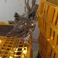 جوجه مرغ نزدیک چهار ماه وخروس بزرگ نژاددار