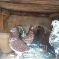 کفتر بوم‌۷تایی پرشی ساعتی