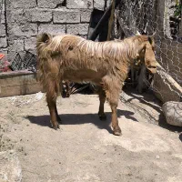یک عدد بز نر و ۲تا بز نسل دار ماده در لادیز