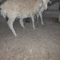 بره ماده