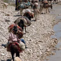 فروش عمده ۱۱ شلیف گندم خسیل سبز درجه یک