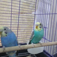 فروش مرغ عشق