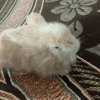 خرگوش نر لپی