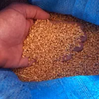 گندم آبی خوشه طلایی