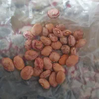 لوبیا چیتی