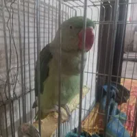 شاه طوطی