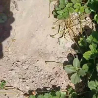 نشا  توت فرنگی ارقام آلبیون و پاروس